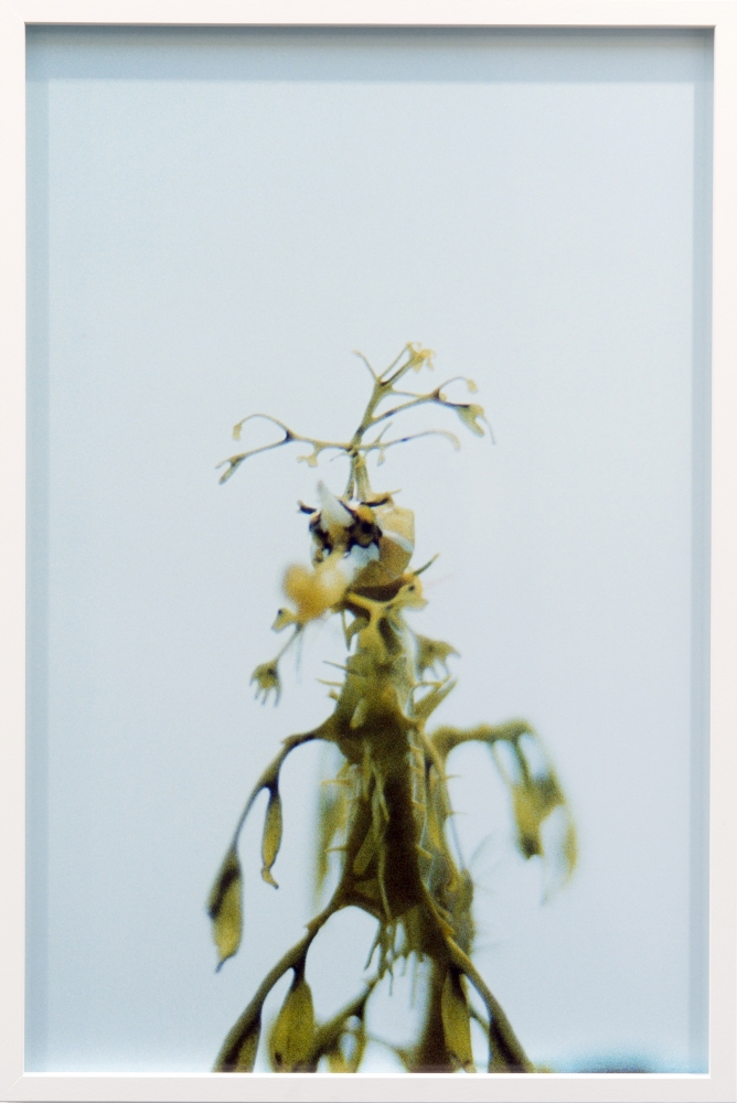 Shimabuku, Leaves swim,&nbsp;2011-2014, framed analog C-print, 64,1 x 43,4 x 3 cm without frame: 62,3 x 41,6 cm, Edition of 5
&copy; photo Marc Domage, Courtesy Air de Paris, Paris.