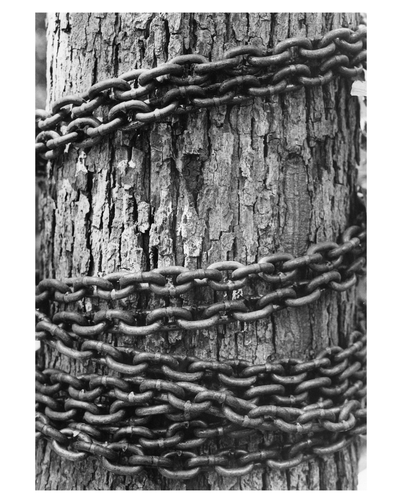 Agnes Denes, Rice/Tree/Burial (Chaining the Forest), 1977 (detail). Gelatin-silver prints. Copyright Agnes Denes, courtesy Leslie Tonkonow Artworks + Projects, New York.
&amp;nbsp;